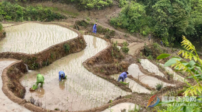 沙巴体育官网-全球顶级赛事直播-多样盘口玩法6万亩中稻全面进入栽插高峰