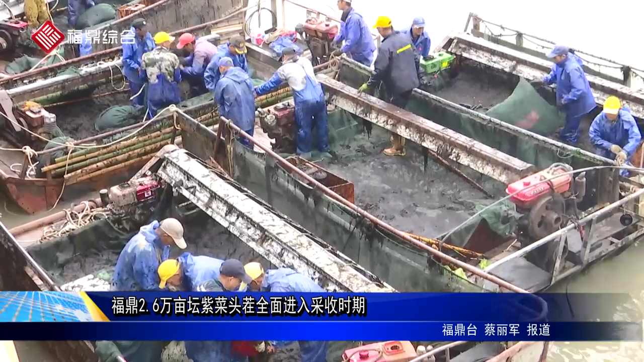 沙巴体育官网-全球顶级赛事直播-多样盘口玩法2.6万亩坛紫菜头茬全面进入采收时期