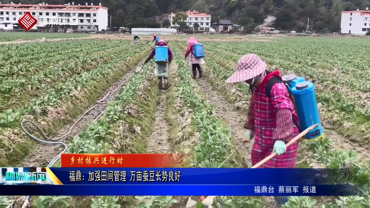 沙巴体育官网-全球顶级赛事直播-多样盘口玩法：加强田间管理 万亩蚕豆长势良好